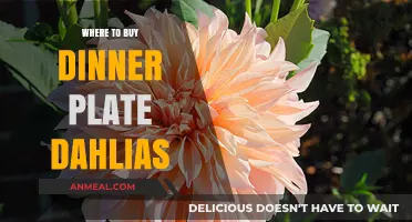 Discover the Best Places to Buy Dinner Plate Dahlias Online