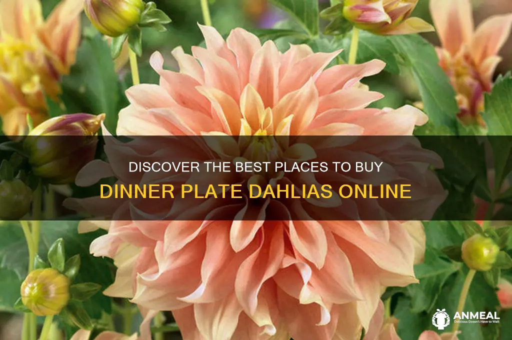 where to buy dinner plate dahlias