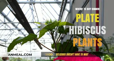 Discover Top Nurseries to Buy Dinner Plate Hibiscus Plants