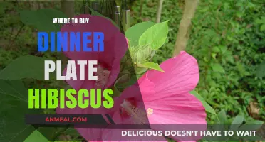 Discover the Best Places to Buy Dinner Plate Hibiscus Plants