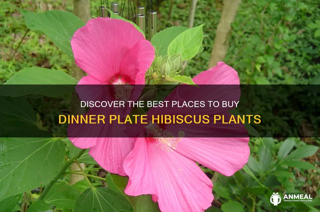 where to buy dinner plate hibiscus