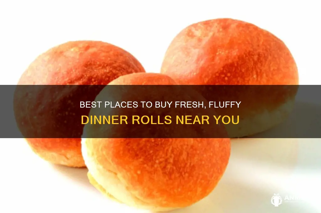where to buy dinner rolls