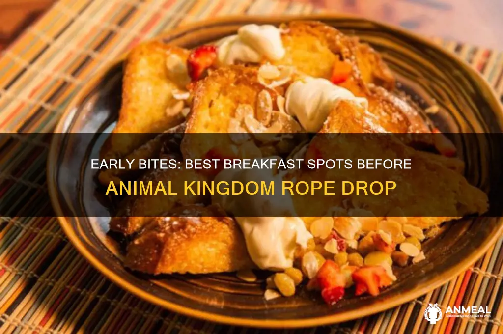 where to get breakfast before rope drop animal kingdom