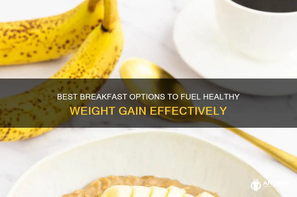 which breakfast is best for weight gain