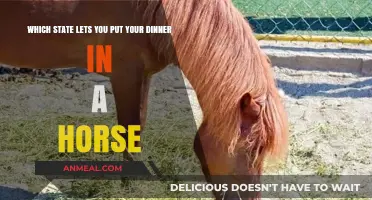Unusual Laws: Which State Allows Feeding Horses Your Dinner?