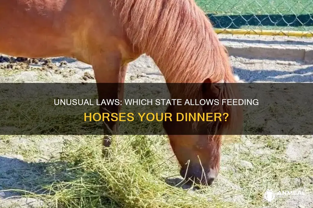 which state lets you put your dinner in a horse