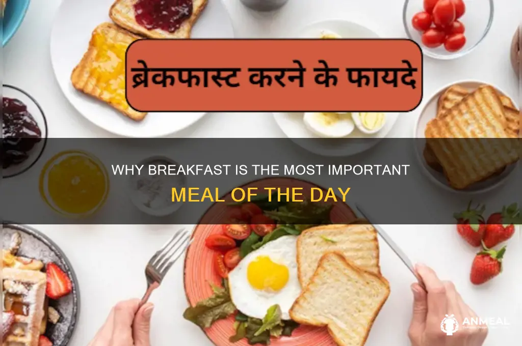 who breakfast is the important meal of the day