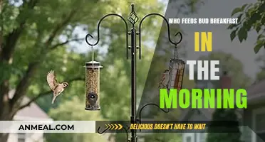Who Feeds Bud Breakfast? Uncovering the Morning Routine Mystery