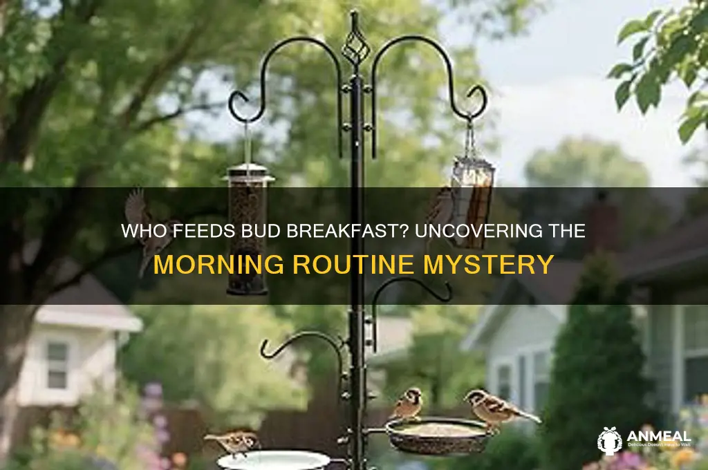 who feeds bud breakfast in the morning