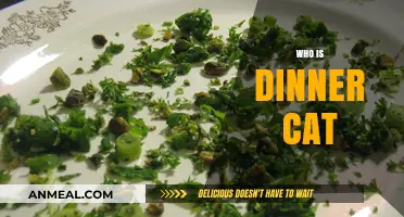 Unveiling the Mystery: Who is Dinner Cat and Why It Matters