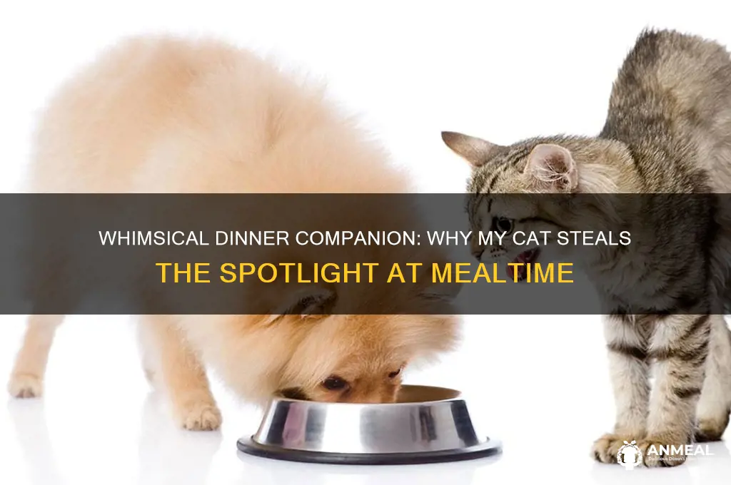 who woulge dinner it is my cat