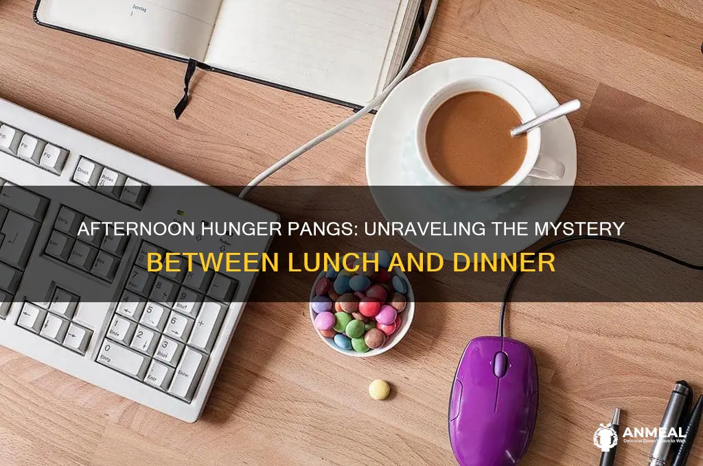 why am i so hungry between lunch and dinner