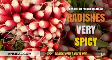 Why French Breakfast Radishes Pack a Spicy Punch: Causes and Solutions