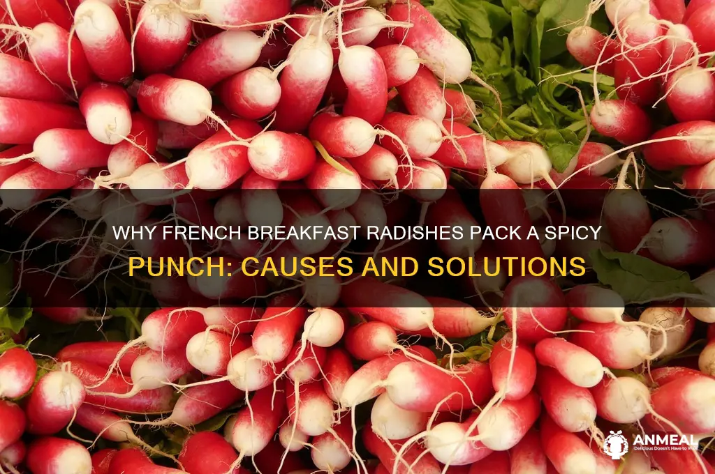 why are my french breakfast radishes very spicy