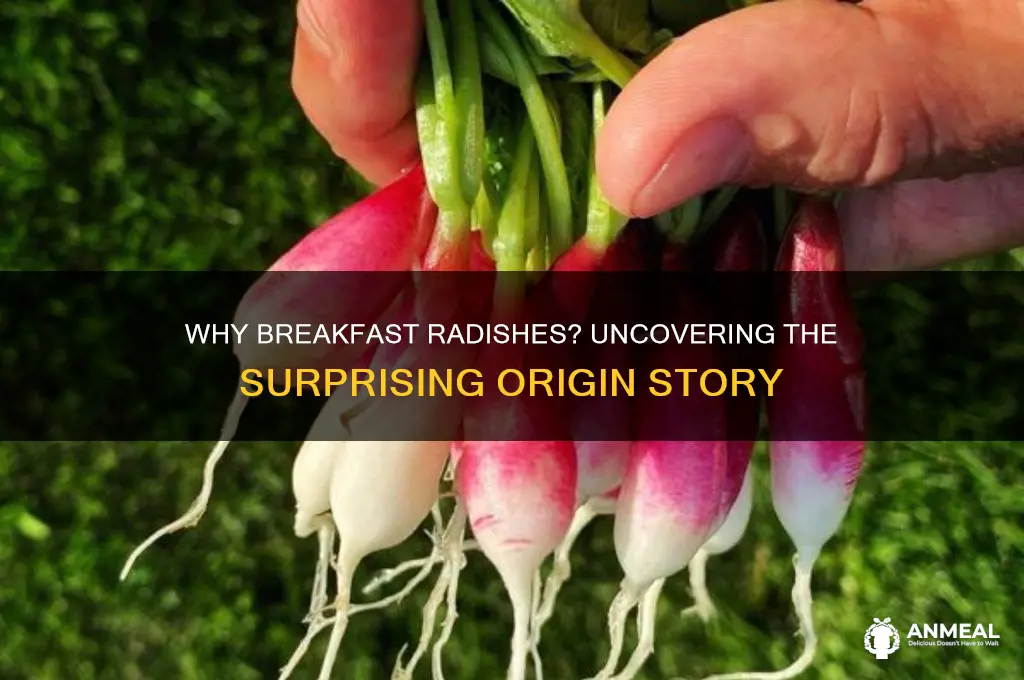 why are they called breakfast radishes