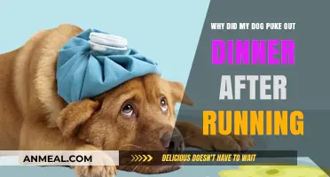 Why Dogs Vomit After Running: Causes and Prevention Tips