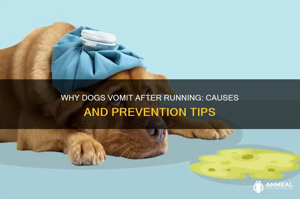why did my dog puke out dinner after running