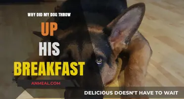 Why Dogs Vomit Breakfast: Common Causes and Quick Solutions