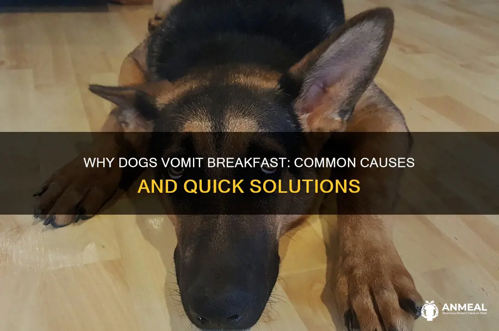 why did my dog throw up his breakfast