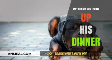 Why Did My Dog Throw Up His Dinner? Common Causes Explained