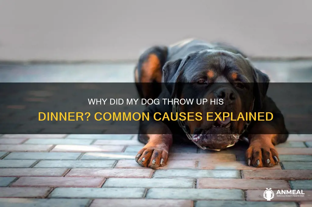 why did my dog throw up his dinner