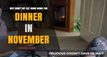 Missing Cat Mystery: Why Didn't My Feline Return for November Dinner?