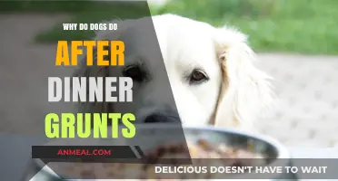 Why Dogs Grunt After Dinner: Understanding Post-Meal Noises