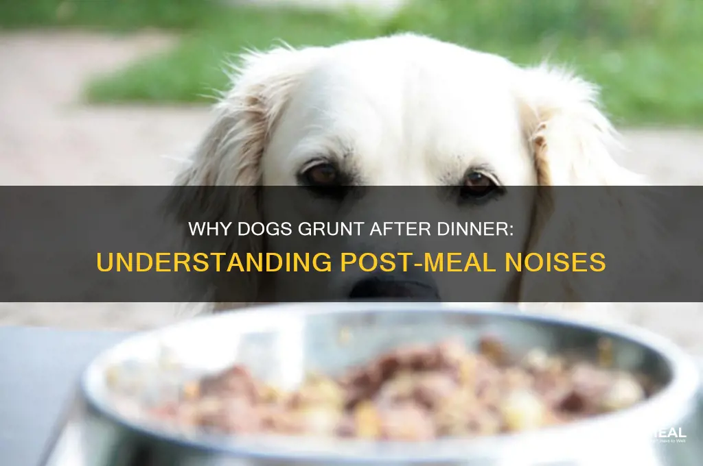why do dogs do after dinner grunts