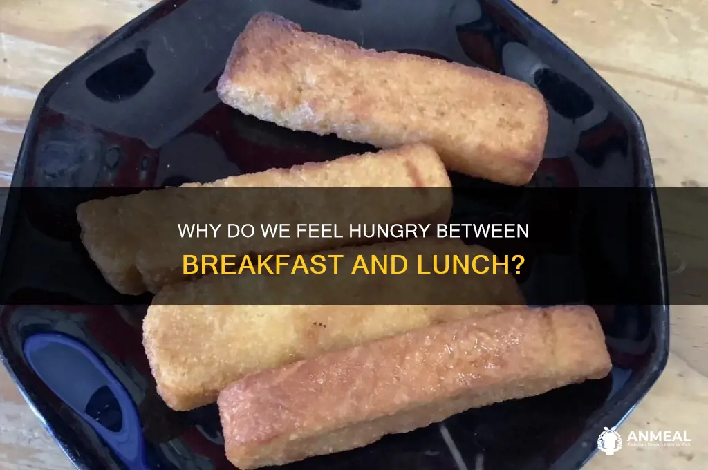 why do people get hungry during breakfast and lunch