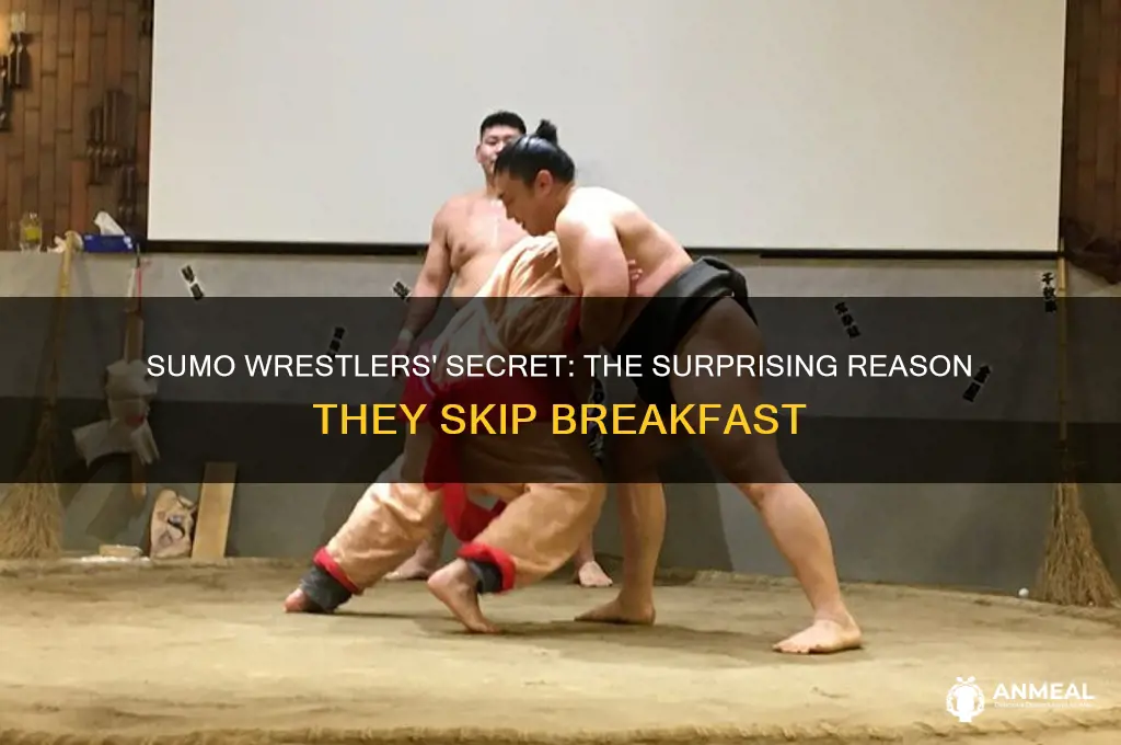 why do sumo wrestlers skip breakfast