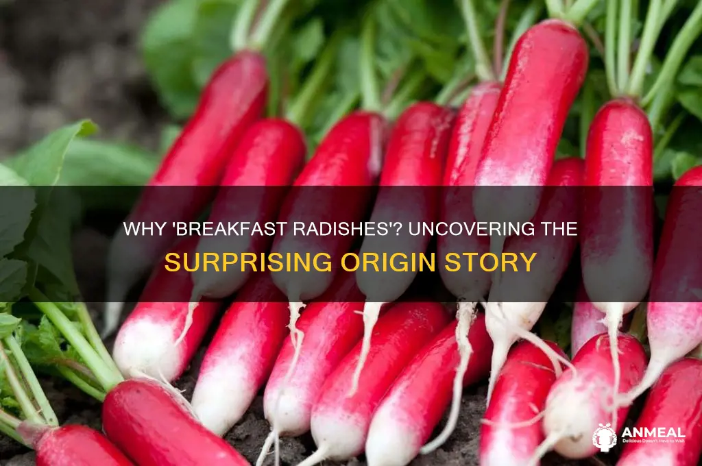 why do they call them breakfast radishes
