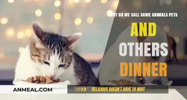 Pets or Plates: Exploring Our Complex Relationship with Animals