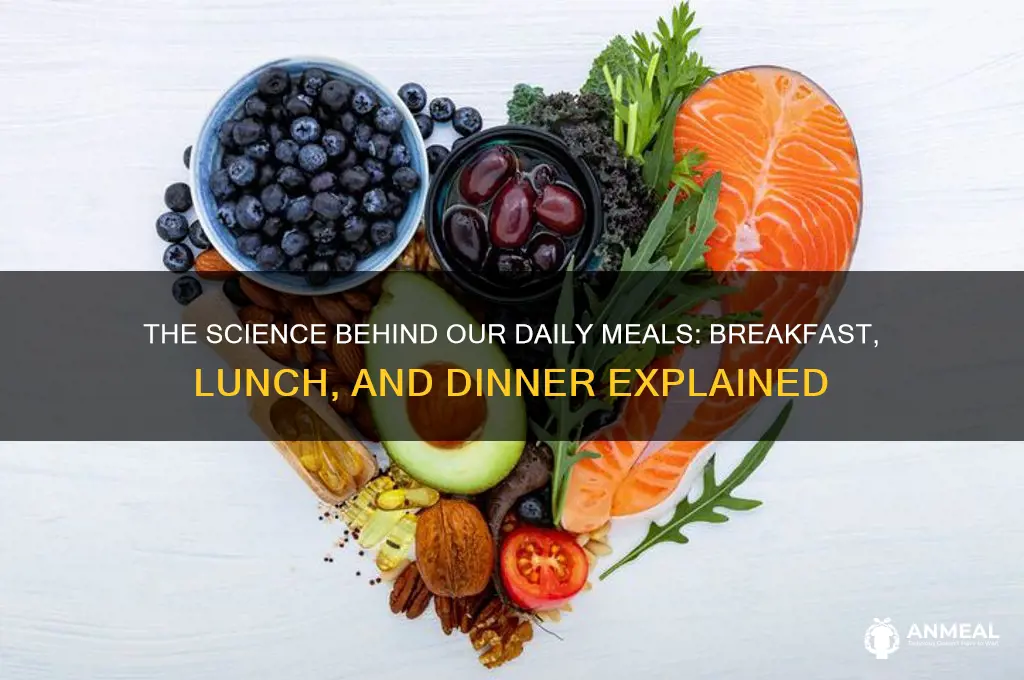 why do we have breakfast lunch and dinner