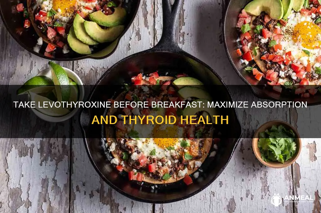 why do you have to take levothyroxine before breakfast