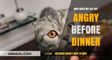 Why Cats Get Angry Before Dinner: Understanding Feline Hunger Aggression