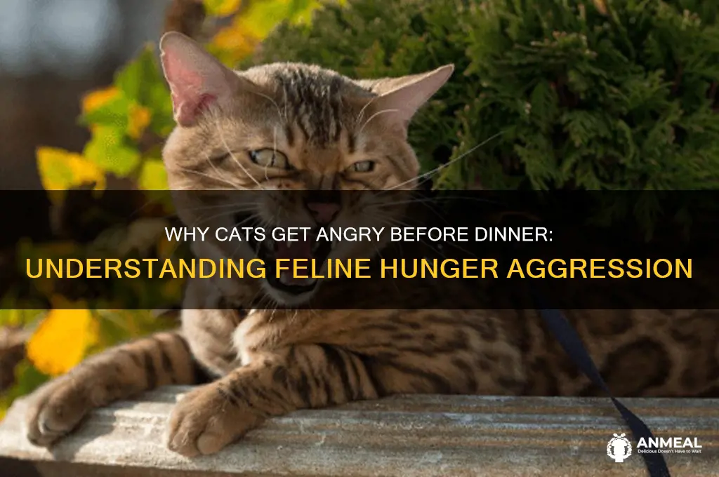 why does my cat get angry before dinner