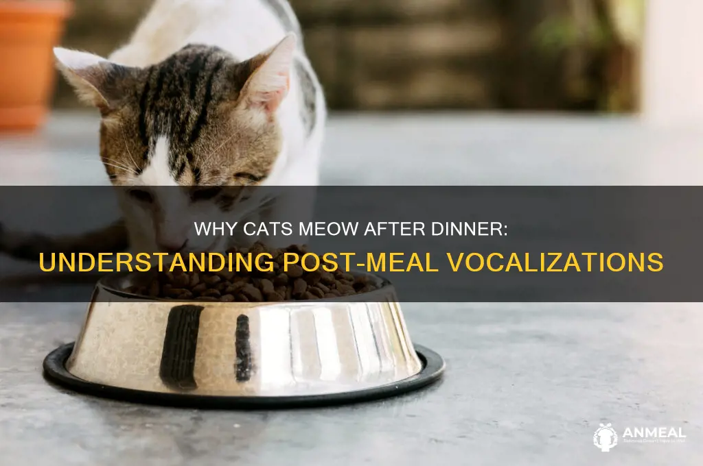 why does my cat meow after dinner