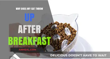 Why Cats Vomit After Breakfast: Causes and Solutions Explained
