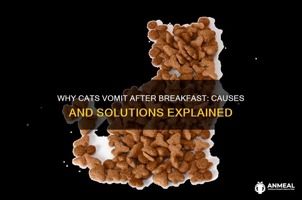 why does my cat throw up after breakfast