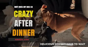 Post-Dinner Dog Frenzy: Understanding Your Pup's Wild Behavior After Meals