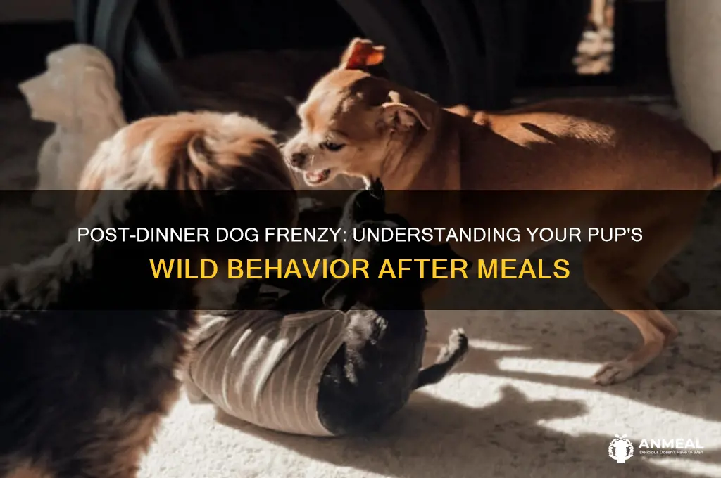 why does my dog go crazy after dinner