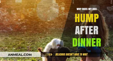 Why Dogs Hump After Dinner: Understanding Post-Meal Behavior