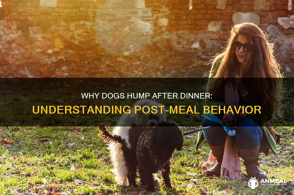 why does my dog hump after dinner