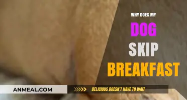 Why Your Dog Skips Breakfast: Understanding Canine Appetite Changes