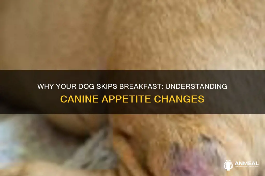 why does my dog skip breakfast