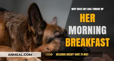 Why Does My Dog Throw Up Morning Breakfast? Causes & Solutions