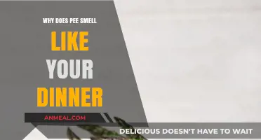 Why Your Pee Smells Like Dinner: The Science Behind It