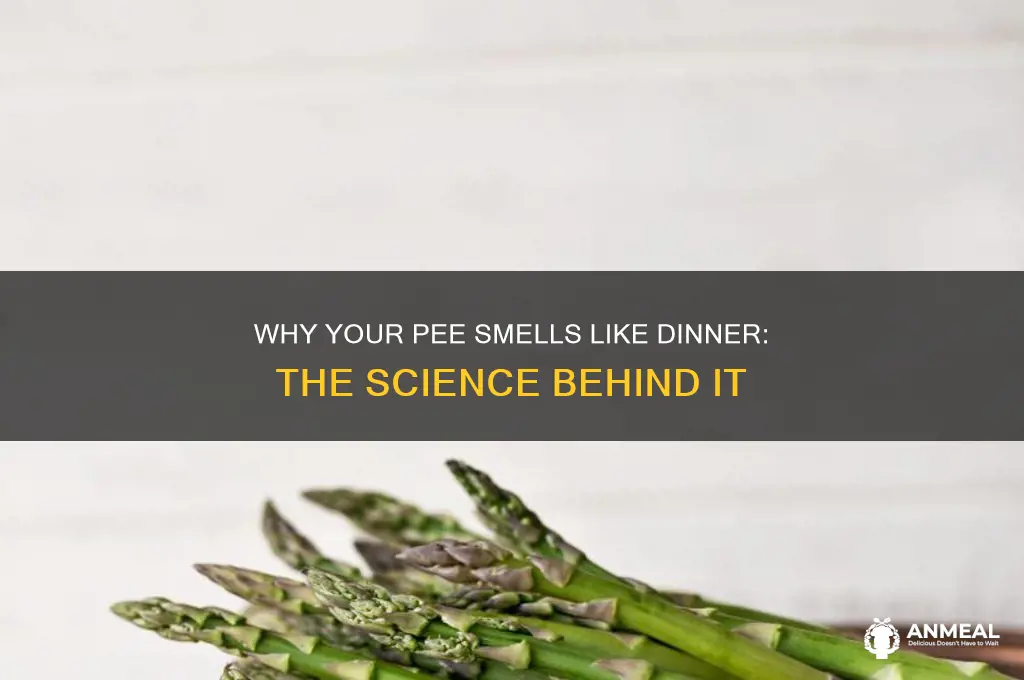why does pee smell like your dinner