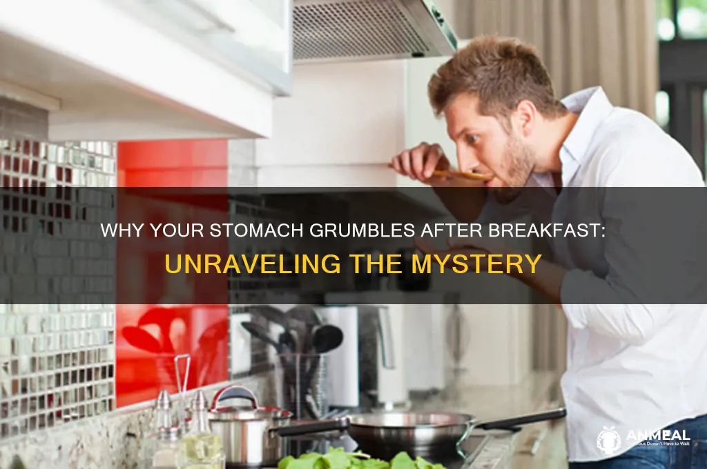 why does the stomach grumble after breakfast