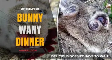 Why Your Bunny Skips Dinner: Understanding Appetite Changes in Rabbits